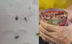 Sineğe “Çörek Otu” savunması! Gaziantep’te hijyen skandalı: Başkan Tahmazoğlu işletmeyi kapatttı